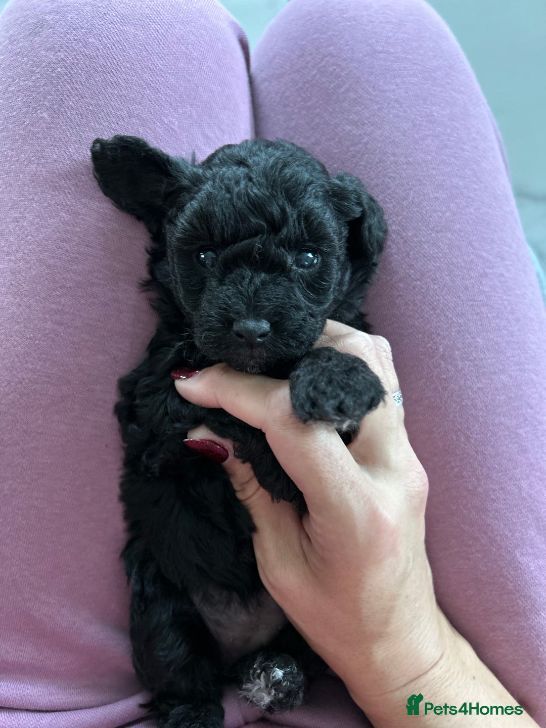Toy Poodle dogs for sale: Stunning Toy Poodle Puppies - Advert 2
