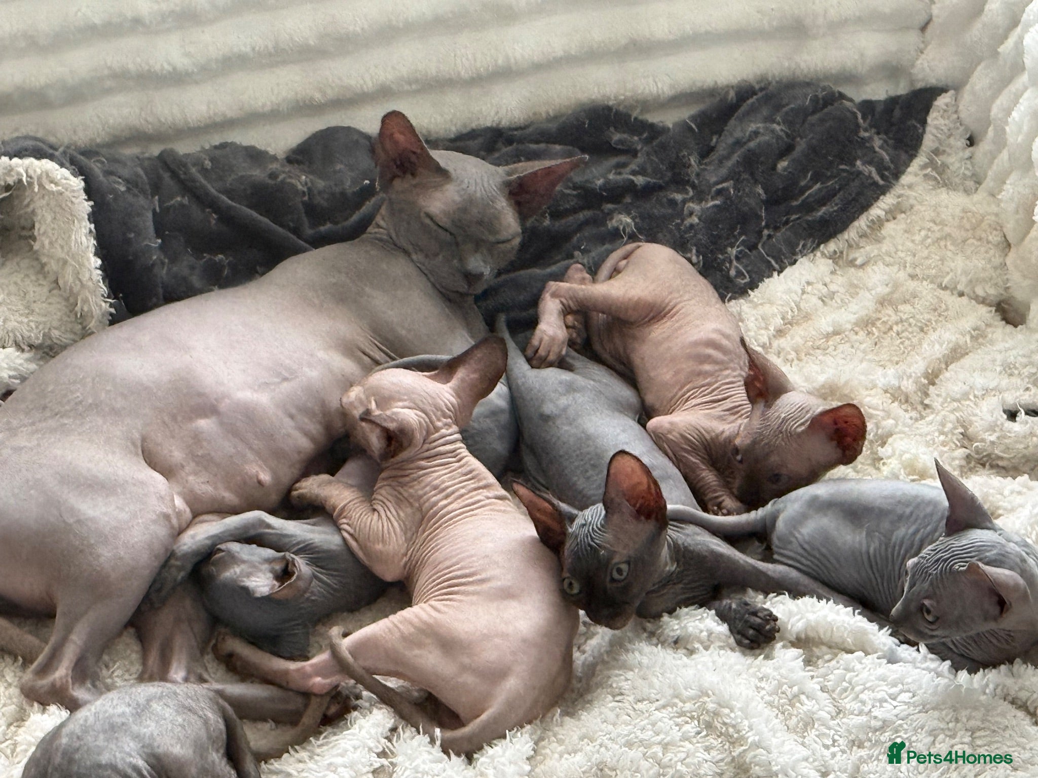 Sphynx cats Sphynx cannadian kittens ready now  - Advert 1