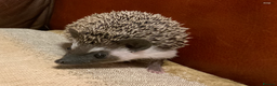 Pygmy Hedgehog rodents for sale: African Pygmy hedgehogs  - Advert 1