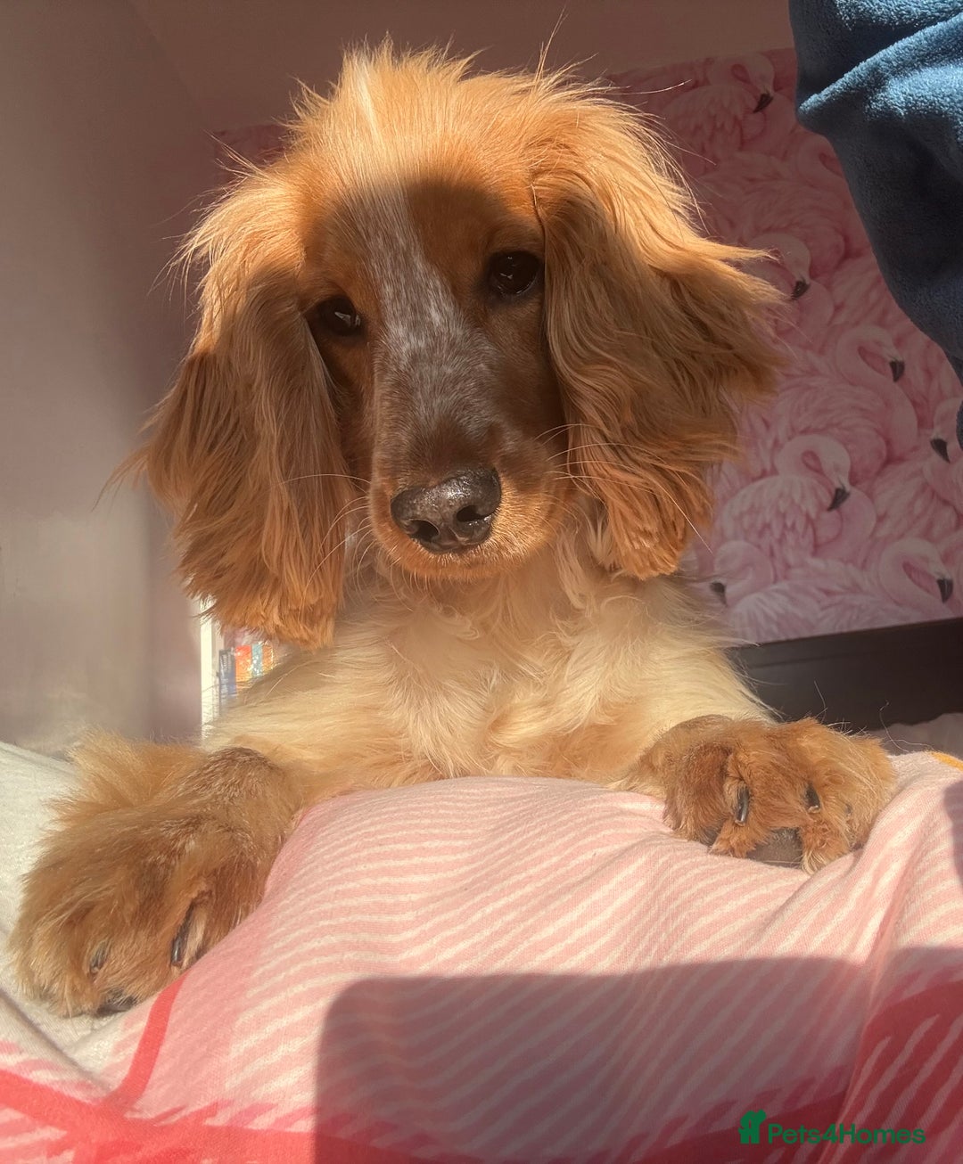 Cocker Spaniel dogs for sale: 1 year old cocker spaniel - very nervous - Image 6