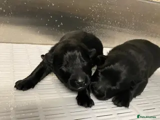 German Shepherd dogs Short haired German shepherd pups - Advert 3