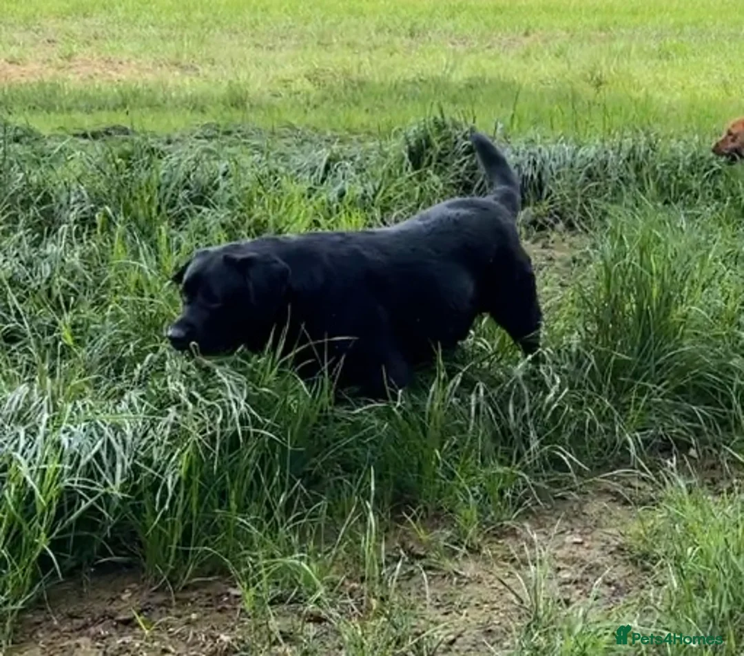 Labrador Retriever dogs for stud: Offering For Stud - KC Registered Black Labrador in Launceston - Advert 3