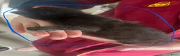 Mixed Breed cats for sale: Black and white kittens for sale  - Advert 6