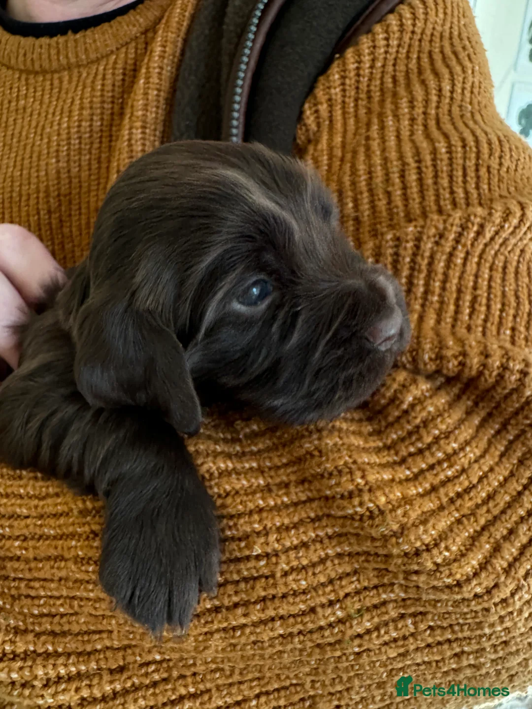 Cocker Spaniel dogs for sale: Chocolate brown Working Cocker spaniel puppies  - Advert 7