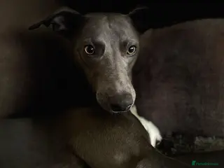 Whippet dogs Striking Blue Whippet for Stud in Banbury - Advert 2