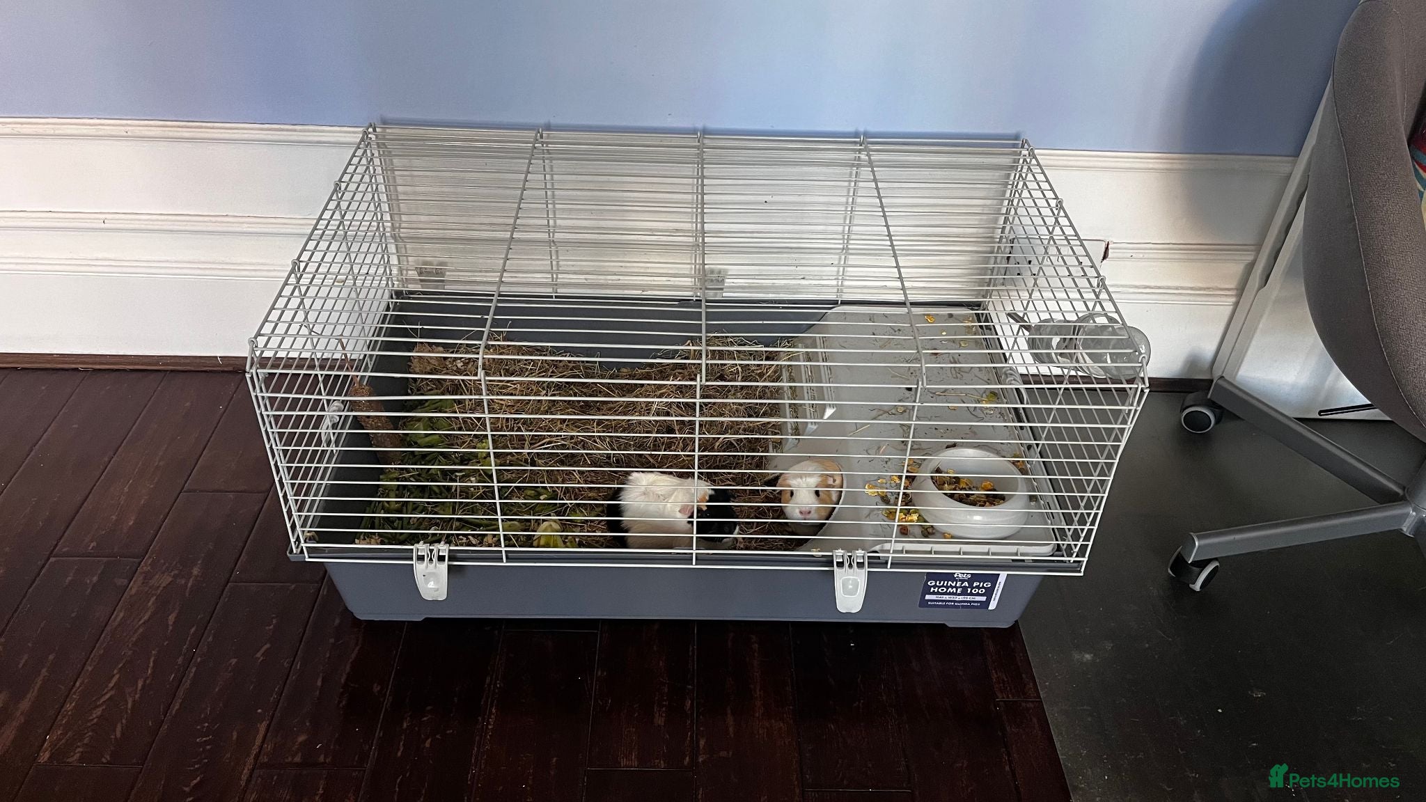 Guinea Pig rodents FOR SALE-2 guinea pigs, cage etc. - Advert 7