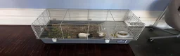 Guinea Pig rodents for sale: FOR SALE-2 guinea pigs, cage etc. in Croydon - Advert 1