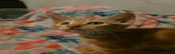 Mixed Breed cats for sale: 7 beautiful kittens - Advert 21
