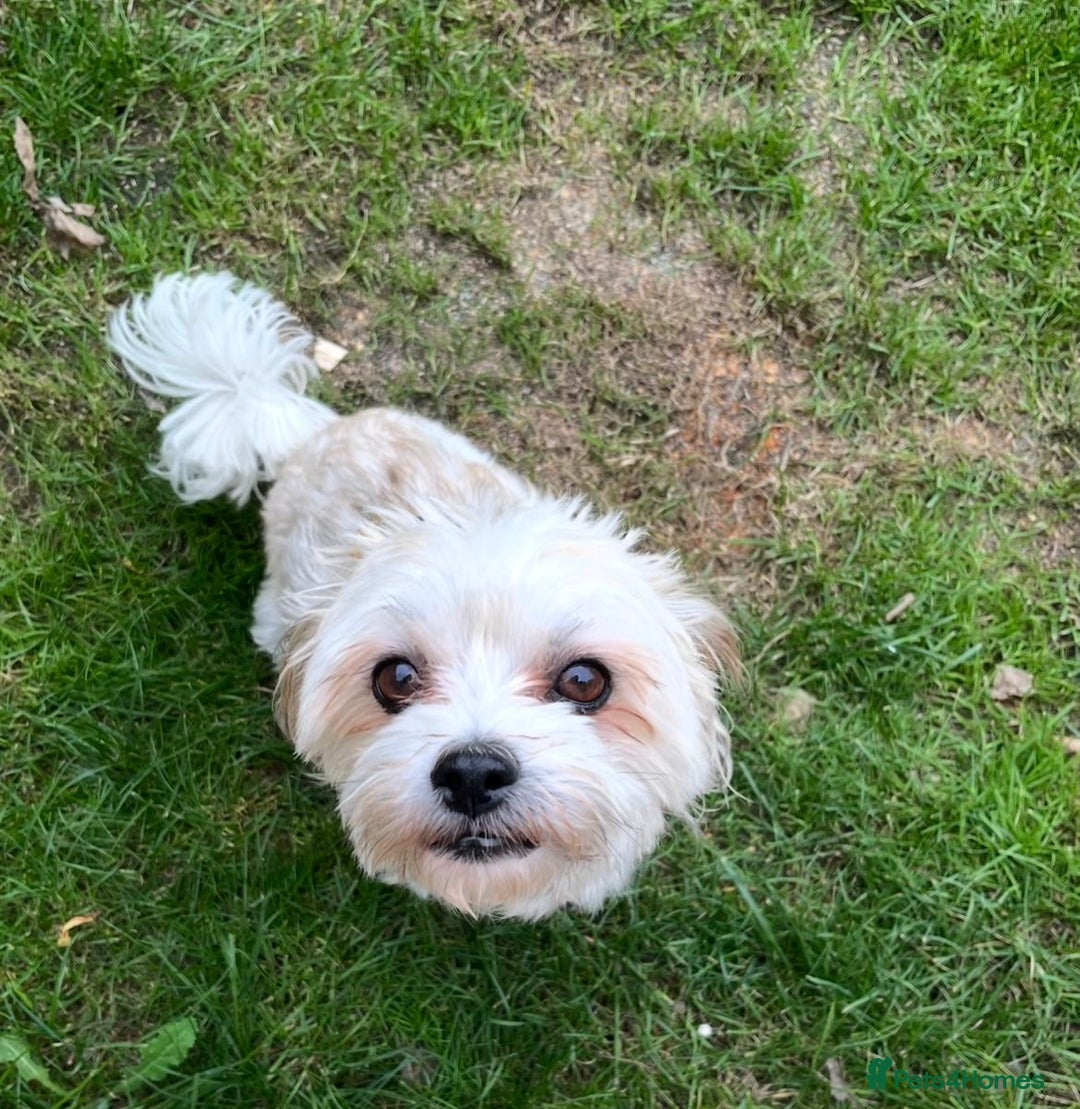 Mixed Breed dogs for adoption: Sweet little Analie - Image 4