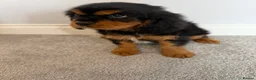 Cavalier King Charles Spaniel dogs for sale: Beautiful health tested cavalier King Charles  - Advert 8