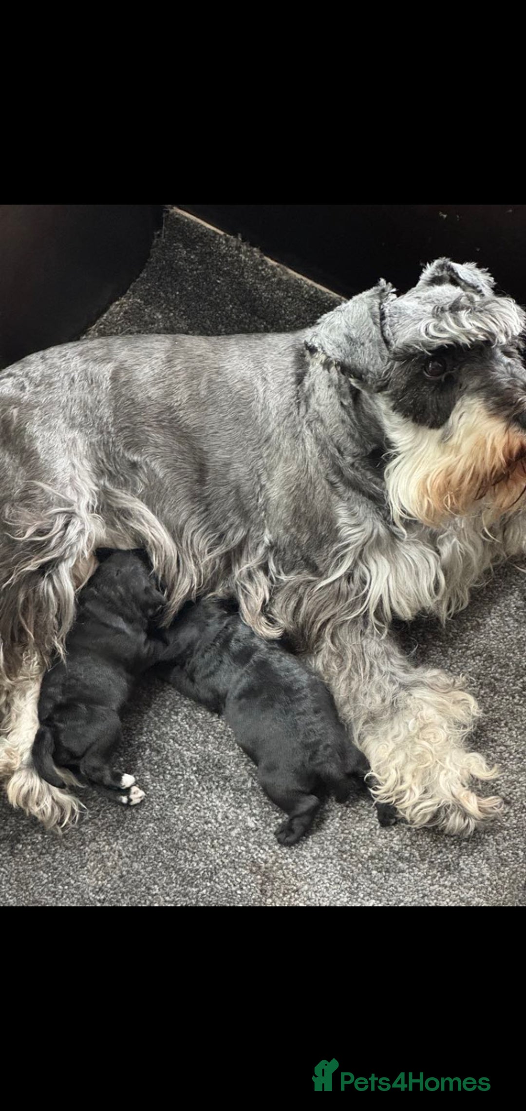 Miniature Schnauzer dogs for sale: Miniature schnauzer puppy - Image 7