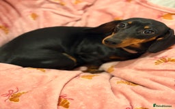 Miniature Dachshund dogs for sale: Miniature Dachshund- Female - 10 months old - Advert 1
