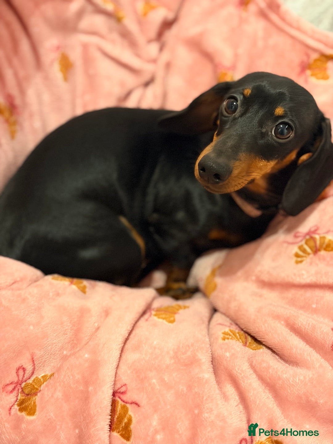 Miniature Dachshund dogs for sale: Miniature Dachshund- Female - 10 months old - Advert 1