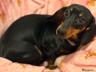 Miniature Dachshund dogs Miniature Dachshund- Female - 10 months old - Advert 1