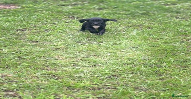 Cocker Spaniel dogs - Advert 1