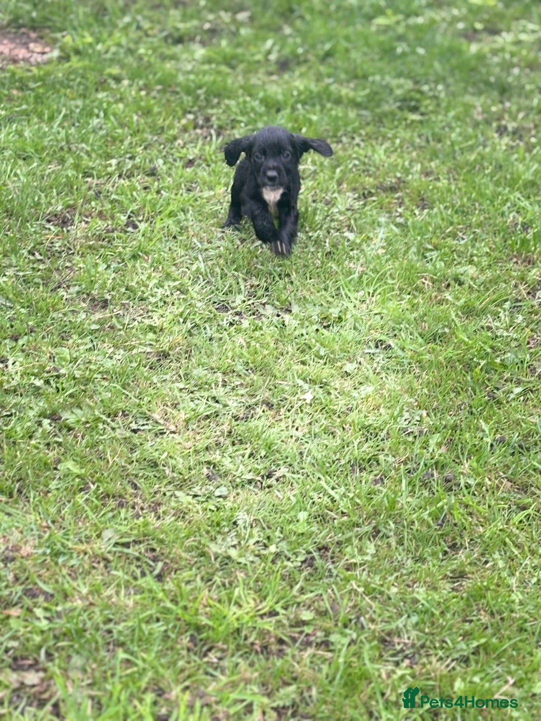 Cocker Spaniel dogs for sale: 7 gorgeous cocker spaniel puppies - Image 3