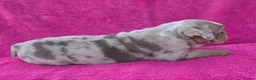 English Bulldog dogs for sale: Beautiful litter of English Bulldogs - Advert 2