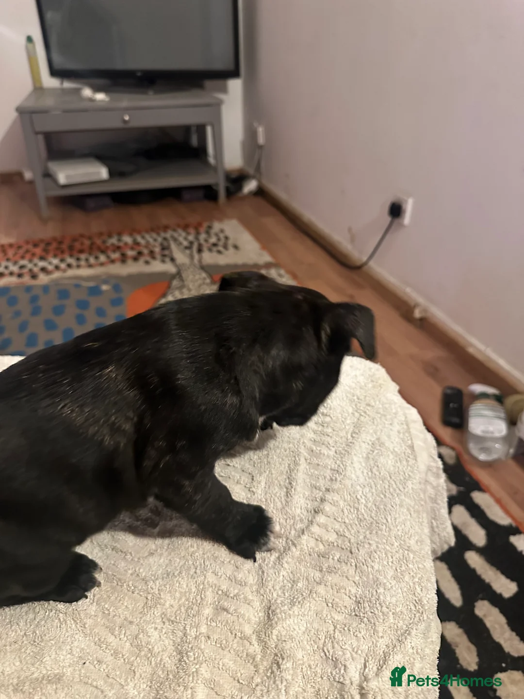 Mixed Breed dogs for sale: Beautiful staffy puppies looking for forever home  - Advert 13