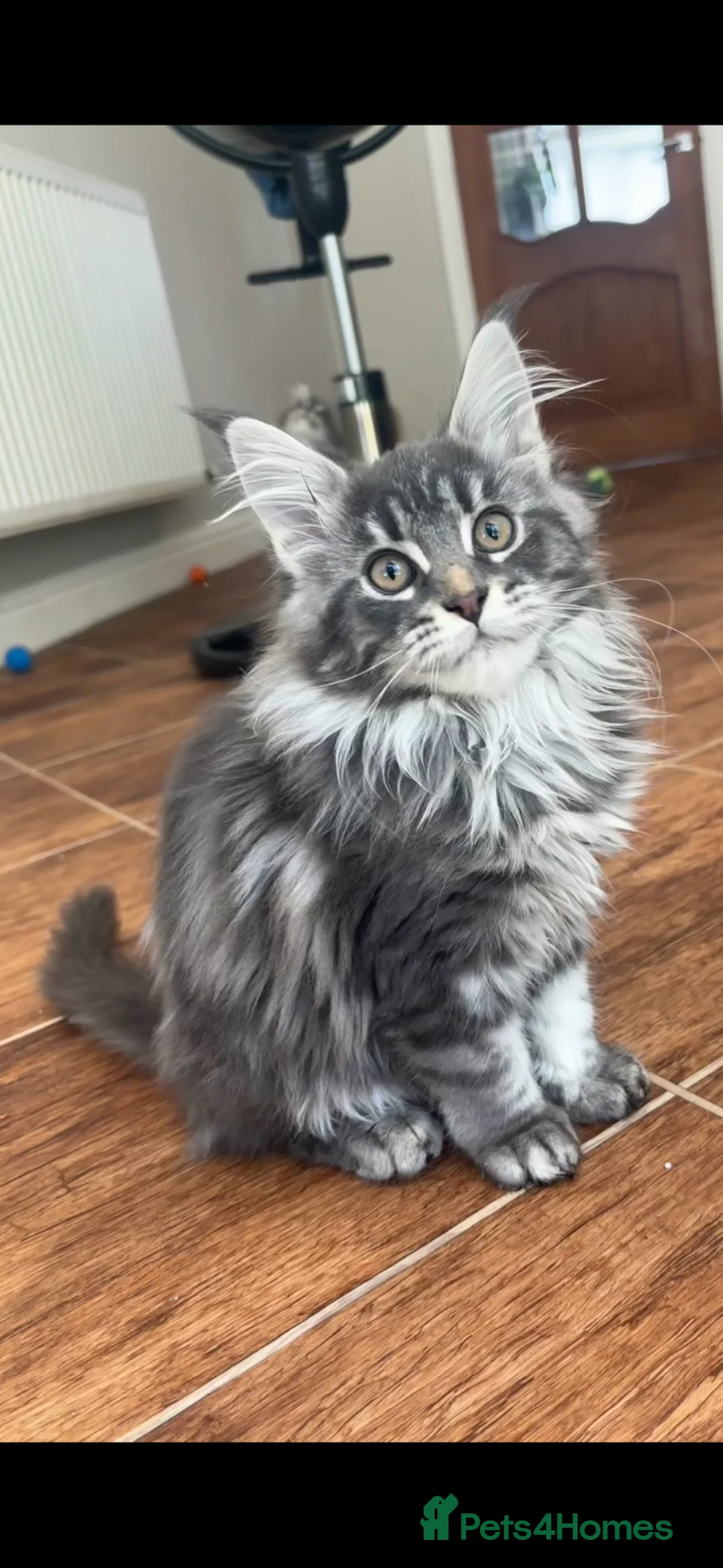Maine Coon cats for sale: Stunning TICA Registered Female Maine Coon - Advert 1
