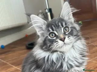Maine Coon cats for sale: Stunning TICA Registered Female Maine Coon - Advert 1