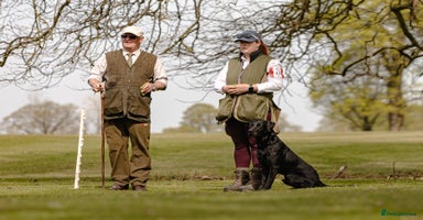 Labrador Retriever dogs in Droitwich - Advert 11
