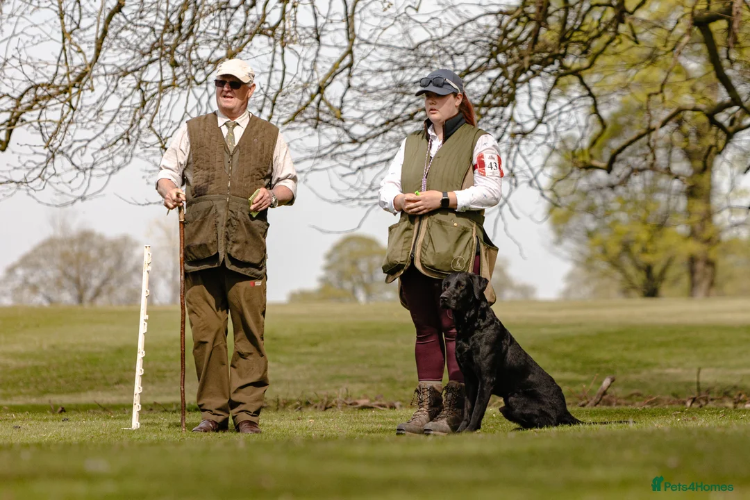 Labrador Retriever dogs for stud: FTCH sired superb lines absolute gent  in Droitwich - Advert 3