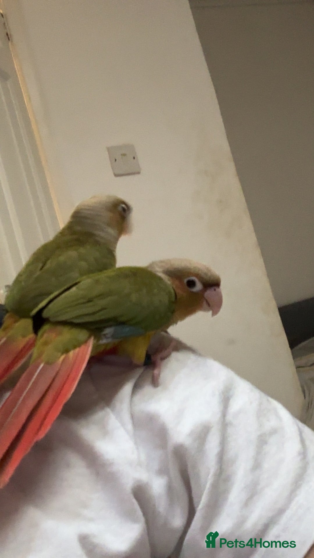 Conures birds for sale: 2 pineapple conures  - Advert 3