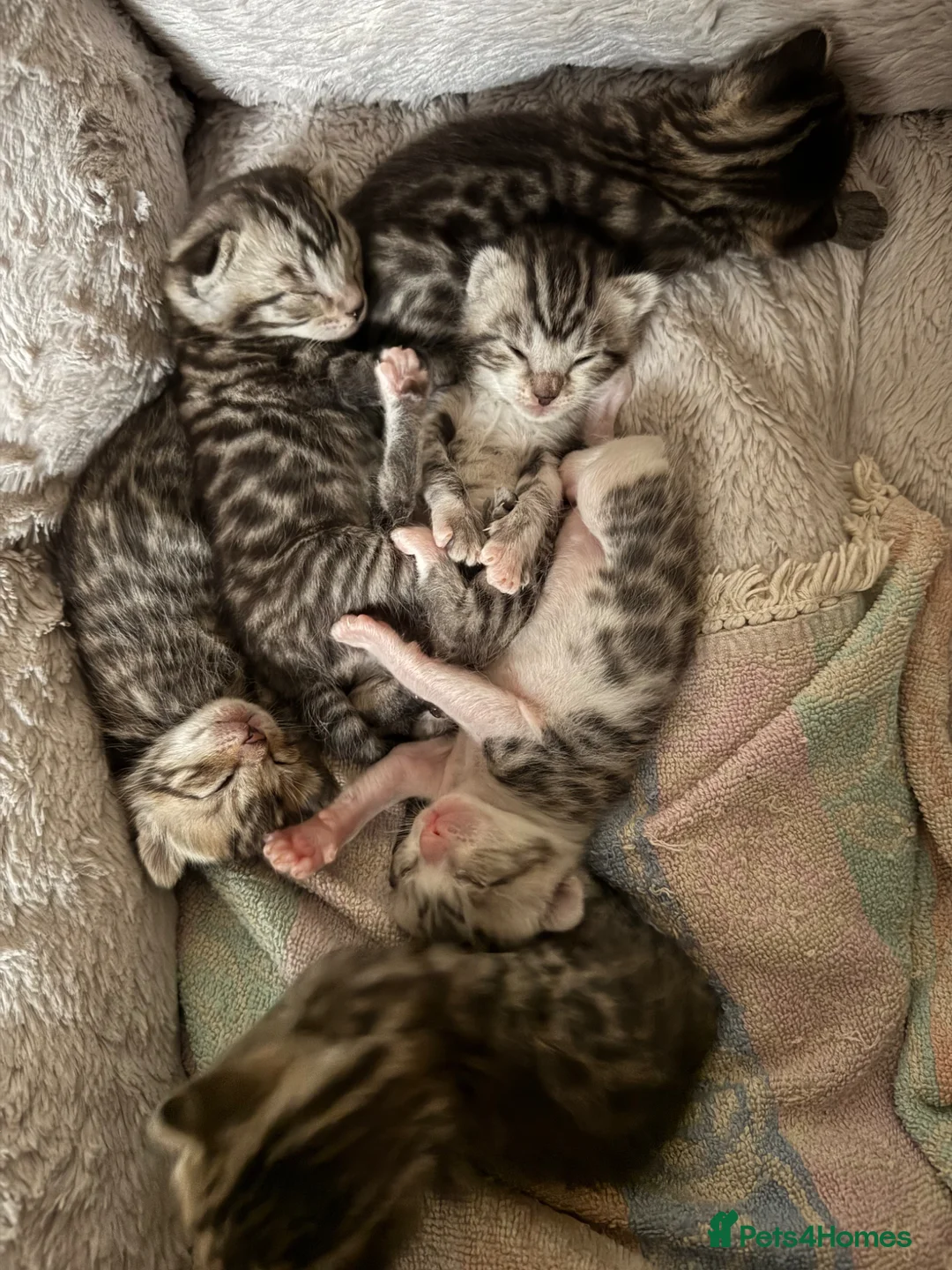 Bengal cats for sale: Cashmere coat bengals - Advert 2