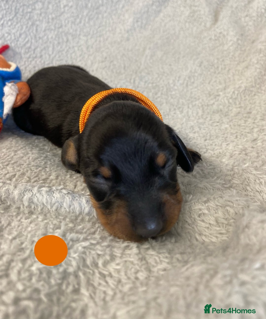 Miniature Dachshund dogs for sale: Miniature Dachshund Smooth Puppies KC Reg - Image 7
