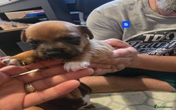Jack Russell dogs for sale: Jack Russell puppy  - Image 17