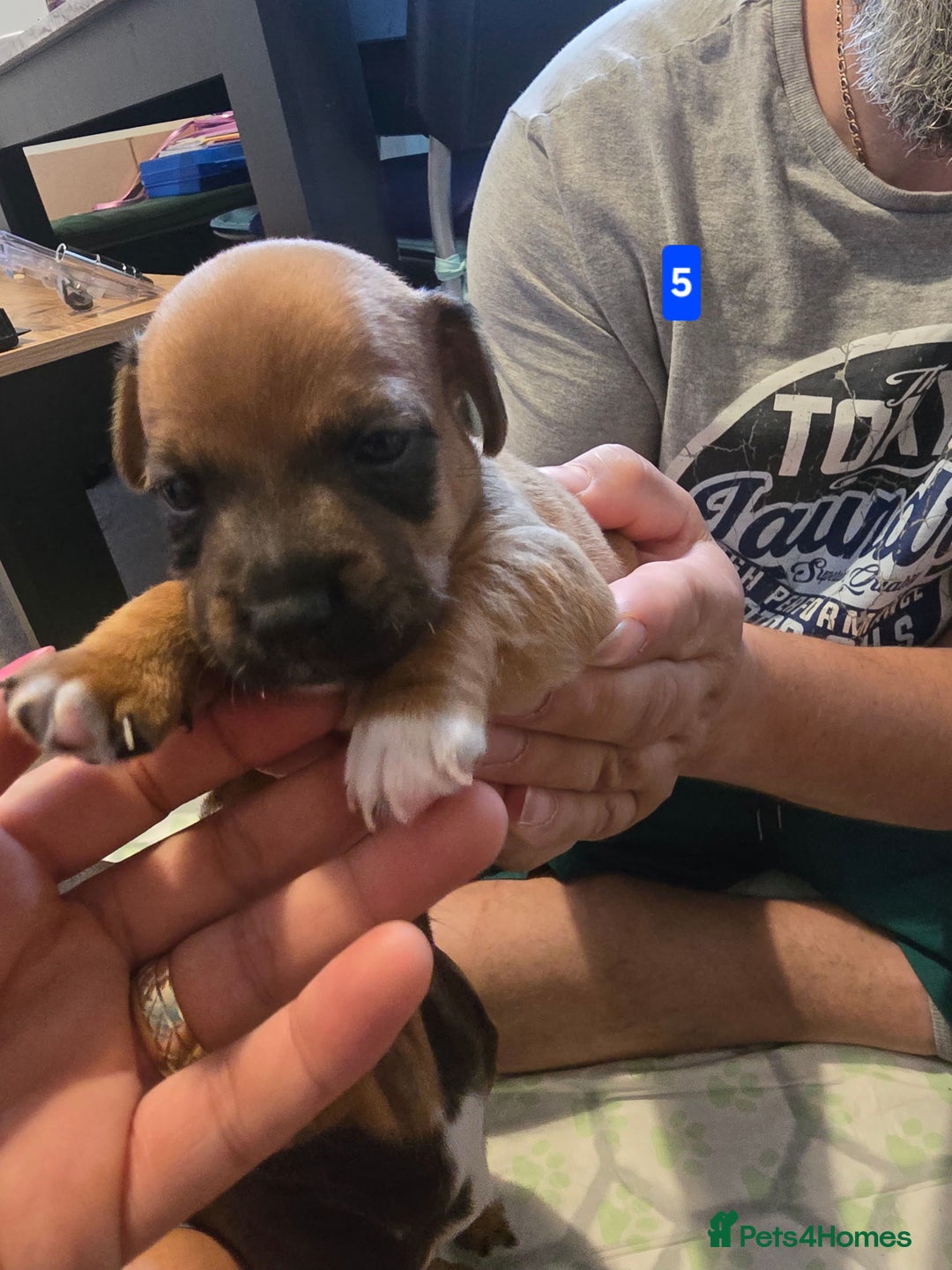 Jack Russell dogs for sale: Jack Russell puppy  - Image 17