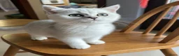 British Shorthair cats for sale: BSH Silver/Black Tipped Boys GCCF Registered  - Advert 26