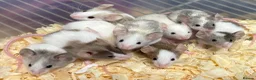 Mouse rodents for sale: Fancy Mice  - Advert 5