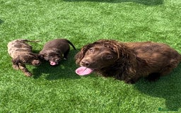 Cocker Spaniel dogs for sale: Cocker spaniel puppies  - Image 12