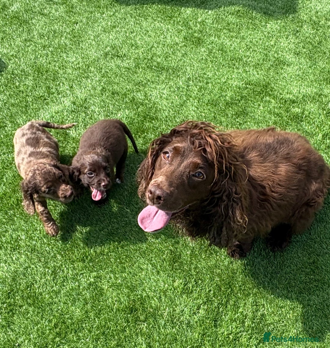 Cocker Spaniel dogs for sale: Cocker spaniel puppies  - Image 12