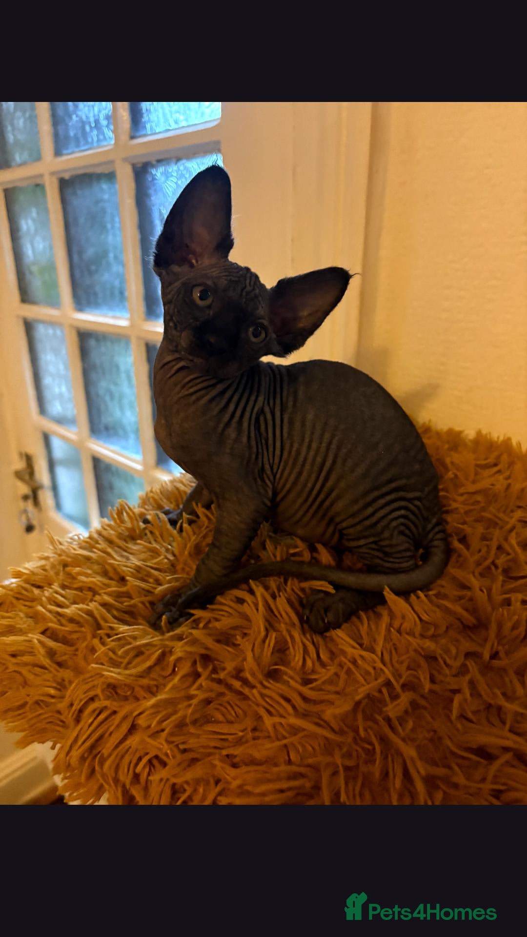 Sphynx cats Last  supper beautiful black boy ready To Go 600£ - Advert 2