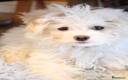Chipoo dogs for sale: REDUCED F1 Chipoo Female Puppy - Image 10