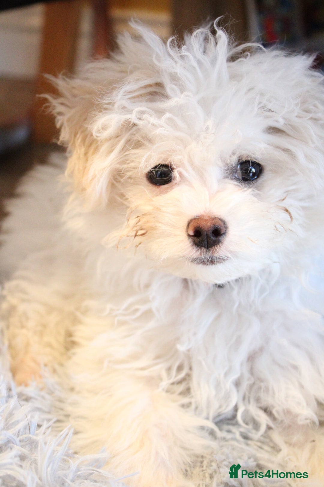 Chipoo dogs for sale: REDUCED F1 Chipoo Female Puppy - Image 10