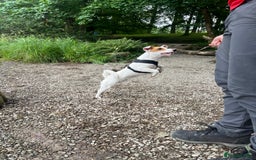 Jack Russell dogs for stud: Beautiful Jack Russell for Stud  - Image 21