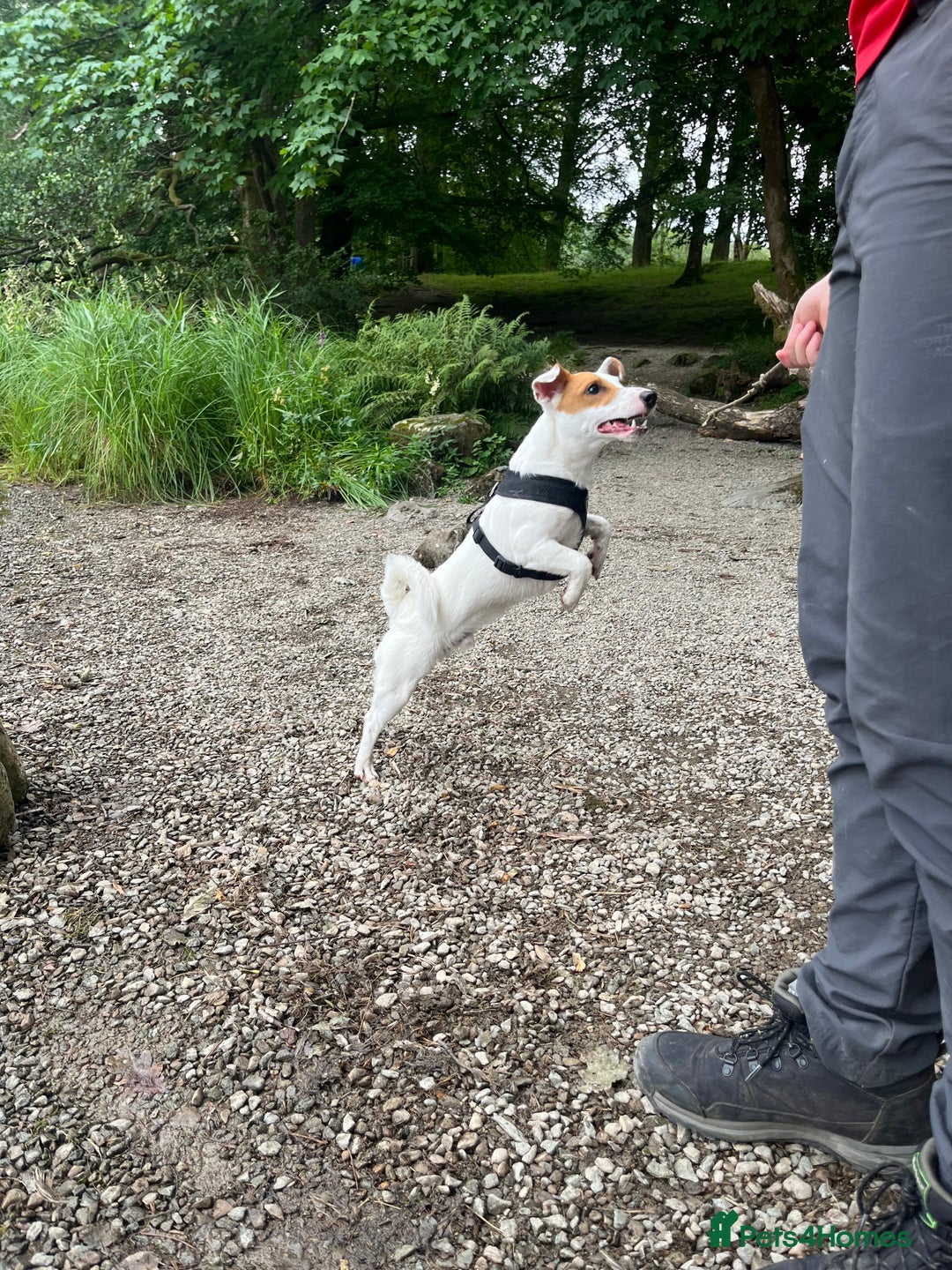 Jack Russell dogs for stud: Beautiful Jack Russell for Stud  - Image 21