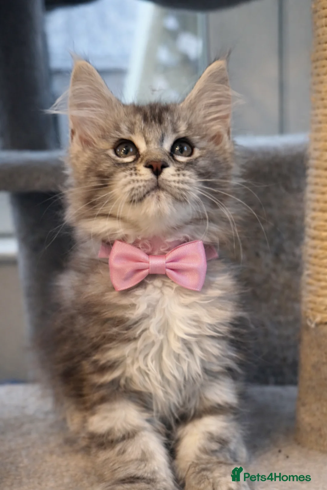 Maine Coon cats for sale: Champion blood line kittens  - Advert 12