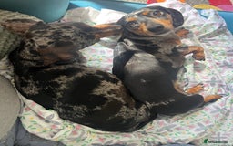 Miniature Dachshund dogs for sale: Kc reg mini dachshunds - Advert 7