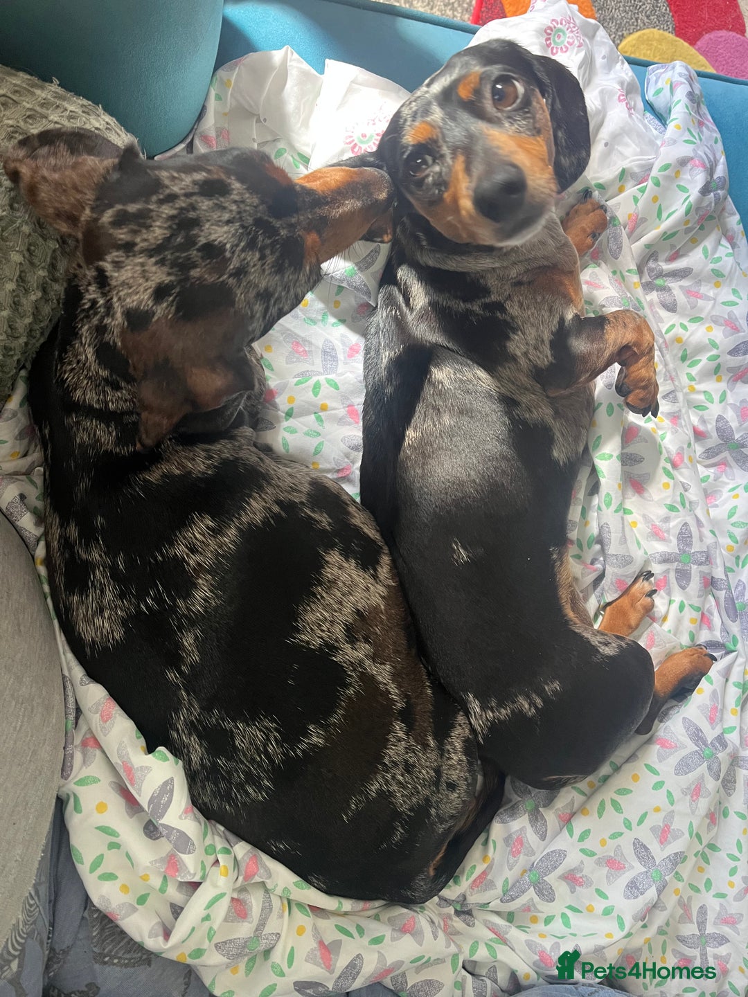 Miniature Dachshund dogs for sale: Kc reg mini dachshunds - Advert 7