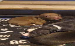 Staffordshire Bull Terrier dogs for sale: Staffordshire bull terrier pups - Image 16