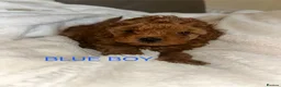 Cavapoo dogs for sale: 7 Beautiful Deep Red Cavapoo Puppies - Advert 8