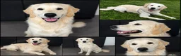 Goldador dogs for sale:  Gorgeous  Goldador Puppy Looking for Her new Home in Bolton - Advert 9