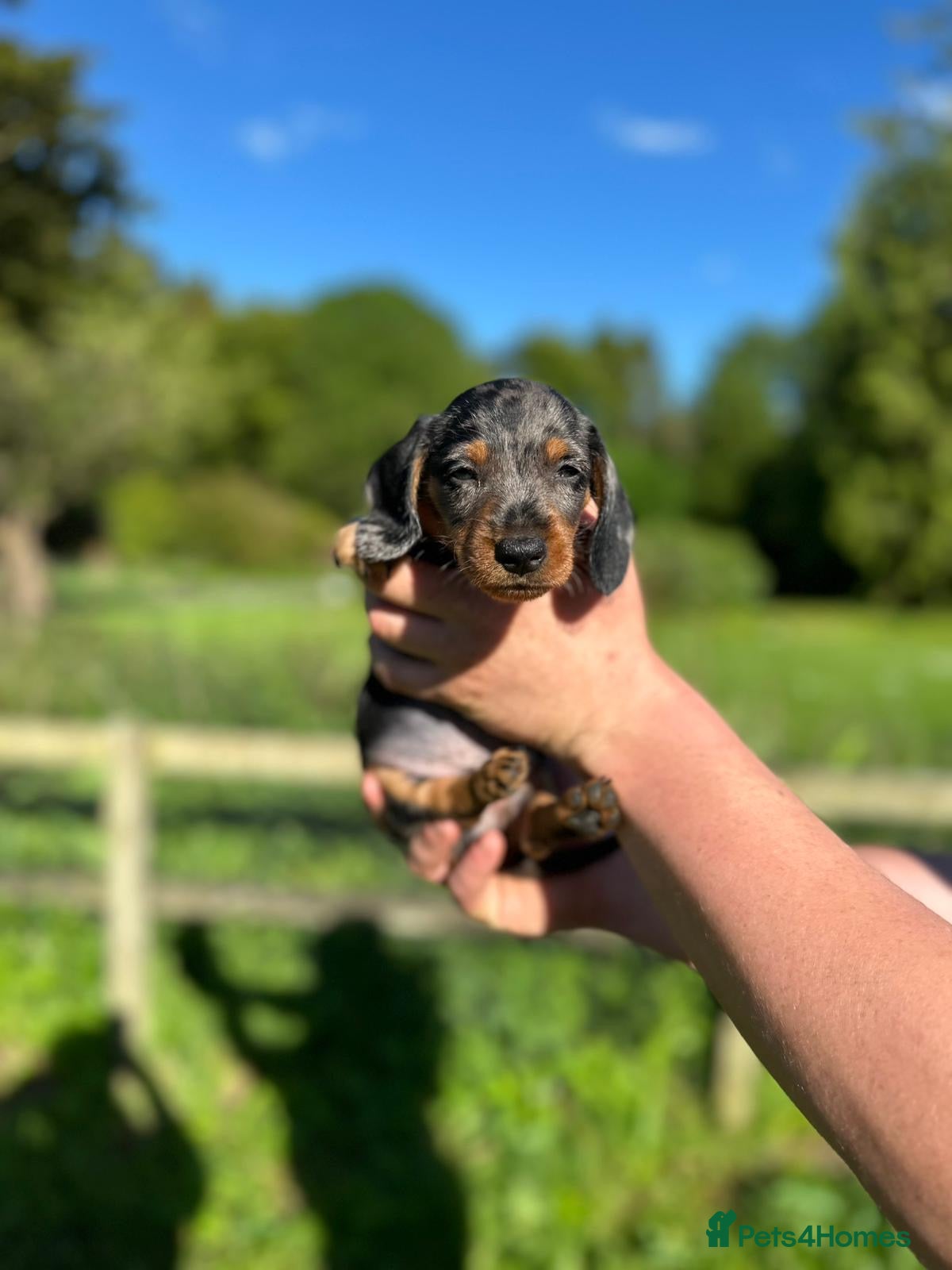Dachshund dogs Dachshund Puppies  - Advert 2