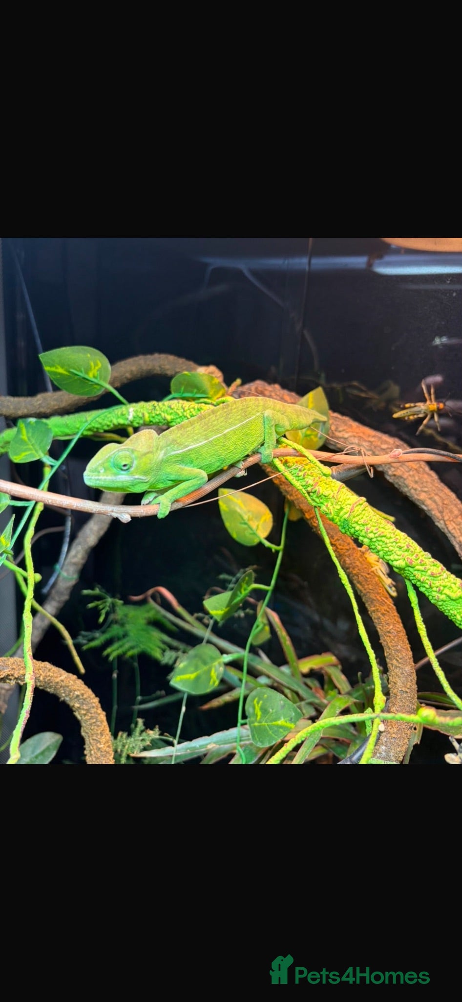 Chameleon reptiles Western Green Chameleon Male  - Advert 1