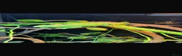 Chameleon reptiles for sale: Western Green Chameleon Male  in Grantham - Advert 1