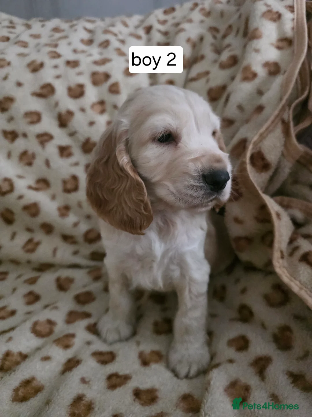 Cocker Spaniel dogs for sale: Show cocker spaniel puppies - Advert 6